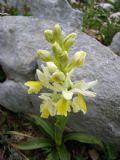 Orchis pauciflora
